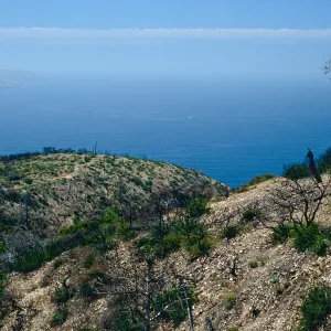 China Pines, after fire of December,1994, Santa Cruz Island