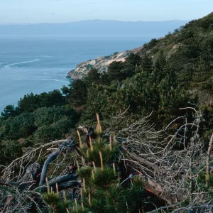 China Pines, Santa Cruz Island