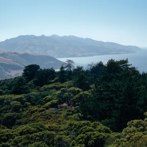 China Pines, Santa Cruz Island