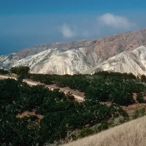 China Pines, Santa Cruz Island
