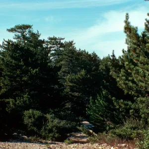 China Pines, Santa Cruz Island
