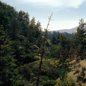 Western Pines, Santa Cruz Island