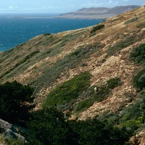 pines, 2nd large canyon, North of Alegria Canyon, Northwest of ∆ Hill, Santa Cruz Island