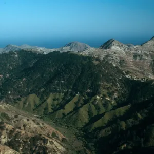 pines at Sierra Blanca ridge, Santa Cruz Island