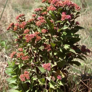 Pluchea purpurescens, Prisoners Harbor, Santa Cruz Island