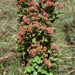 Pluchea purpurescens, Prisoners Harbor, Santa Cruz Island