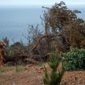 fallen pine, East of Twin Canyon, Santa Cruz Island