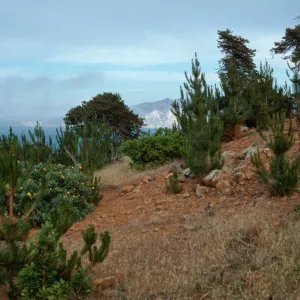 East of Twin Canyon, Santa Cruz Island