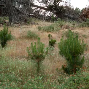 burn site of February 1987, East of Twin Harbor, Santa Cruz Island