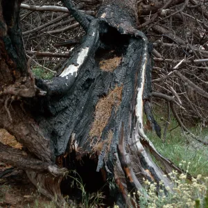 lightning strikes, burn site of February 1987, East of Twin Harbor, Santa Cruz Island