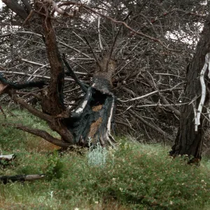 burn site of February 1987, East of Twin Harbor, Santa Cruz Island