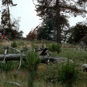 burn site of February 1987, East of Twin Harbor, Santa Cruz Island