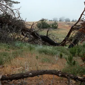 burn site of February 1987, East of Twin Harbor, Santa Cruz Island