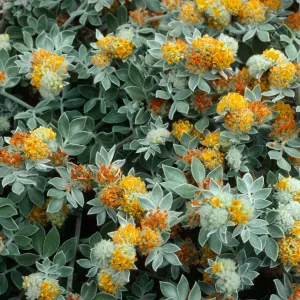 Lotus argophyllus, Cañada Del Puerto, Santa Cruz Island