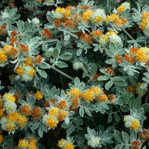 Lotus argophyllus, Cañada Del Puerto, Santa Cruz Island