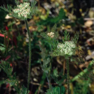 Daucus pusillus, 0.4 miles East of navy base, Santa Cruz Island