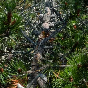 Pinus remorata, Christy Pines, Santa Cruz Island