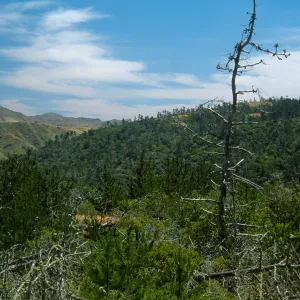 Christy Pines, Santa Cruz Island