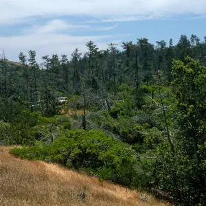 Christy Pines, Santa Cruz Island