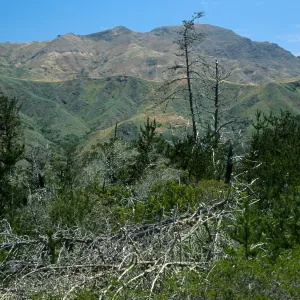 Christy Pines, Santa Cruz Island