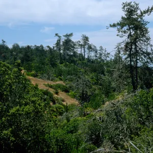Christy Pines, Santa Cruz Island