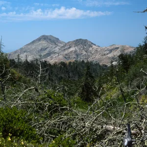 Christy Pines, view of Sierra Blanca, Santa Cruz Island