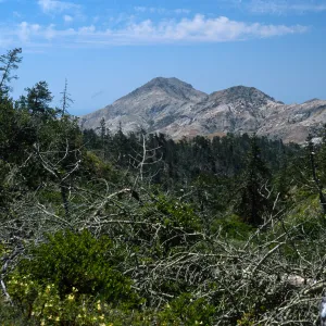 Christy Pines, view of Sierra Blanca, Santa Cruz Island