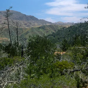 Christy Pines, Santa Cruz Island