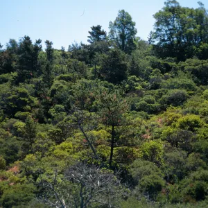Christy Pines, Santa Cruz Island