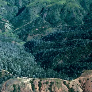 Christy Pines, Santa Cruz Island