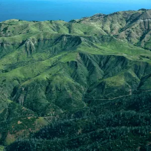 Christy Pines, Santa Cruz Island