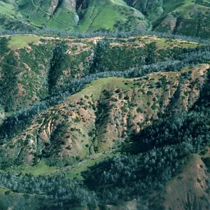 Christy Pines, Santa Cruz Island