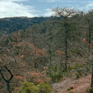 Christy Pines, South Ridge Road, Santa Cruz Island