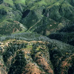 Christy Pines, Santa Cruz Island