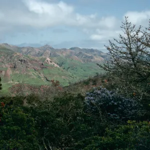 Christy Pines, Centinela Connector Road, Santa Cruz Island
