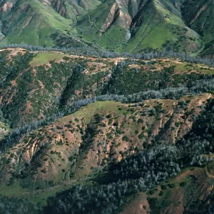 Christy Pines, Santa Cruz Island