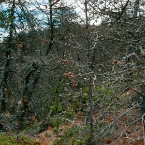 Christy Pines, South Ridge Road, Santa Cruz Island