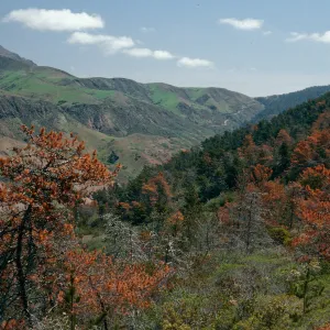 Christy Pines, South Ridge Road, Santa Cruz Island