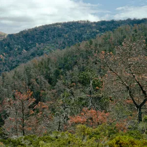Christy Pines, South Ridge Road, Santa Cruz Island
