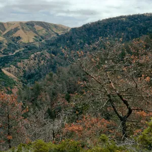 Christy Pines, South Ridge Road, Santa Cruz Island