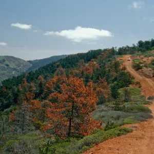 Christy Pines, South Ridge Road, Santa Cruz Island