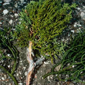 Phoradendron bolleanum (L) Hybrid (M juniperinum (R), North of Saline Valley, Northern Mojave Desert