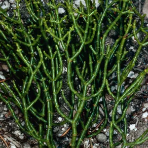 Phoradendron juniperinum, North of Saline Valley, Northern Mojave Desert