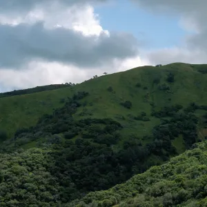 chaparral, slopes above Toyon Bay Road, Santa Catalina Island
