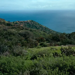 chaparral vegetation, North side near Echo Lake, Santa Catalina Island