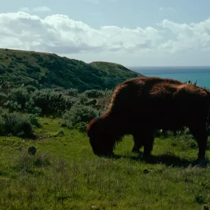 buffalo, Little Harbor Road, Santa Catalina Island
