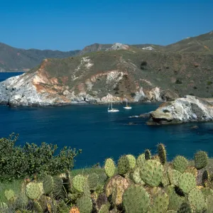Prickly Pear (Opuntia oricola in foreground), Little Harbor,Santa Catalina Island