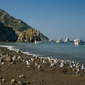 Whites Landing, Santa Catalina Island