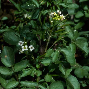 Nasturtium officinale, Thompson Reservoir, Santa Catalina Island
