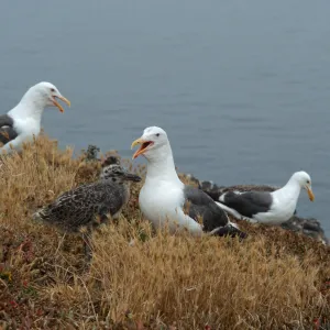Western Gull & chicks, East Anacapa Island